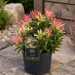 Pieris japonský (Pieris japonica) ´CARNAVAL´ - výška 20-30 cm, kont. C2L